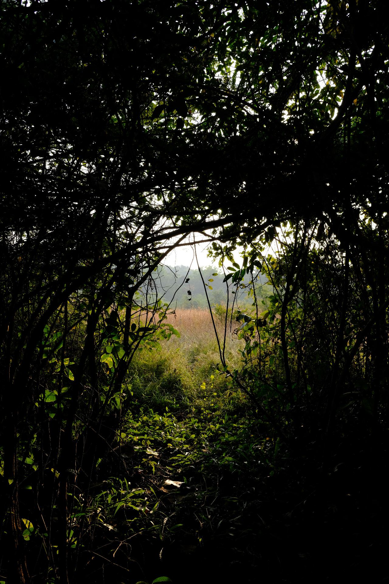 the morning path through the startup ecoāshrām forest